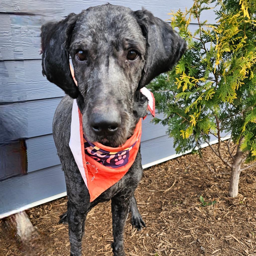 Enlarge Johnathan, a Adoptable mixed breed in Staten Island, NY image 3/6