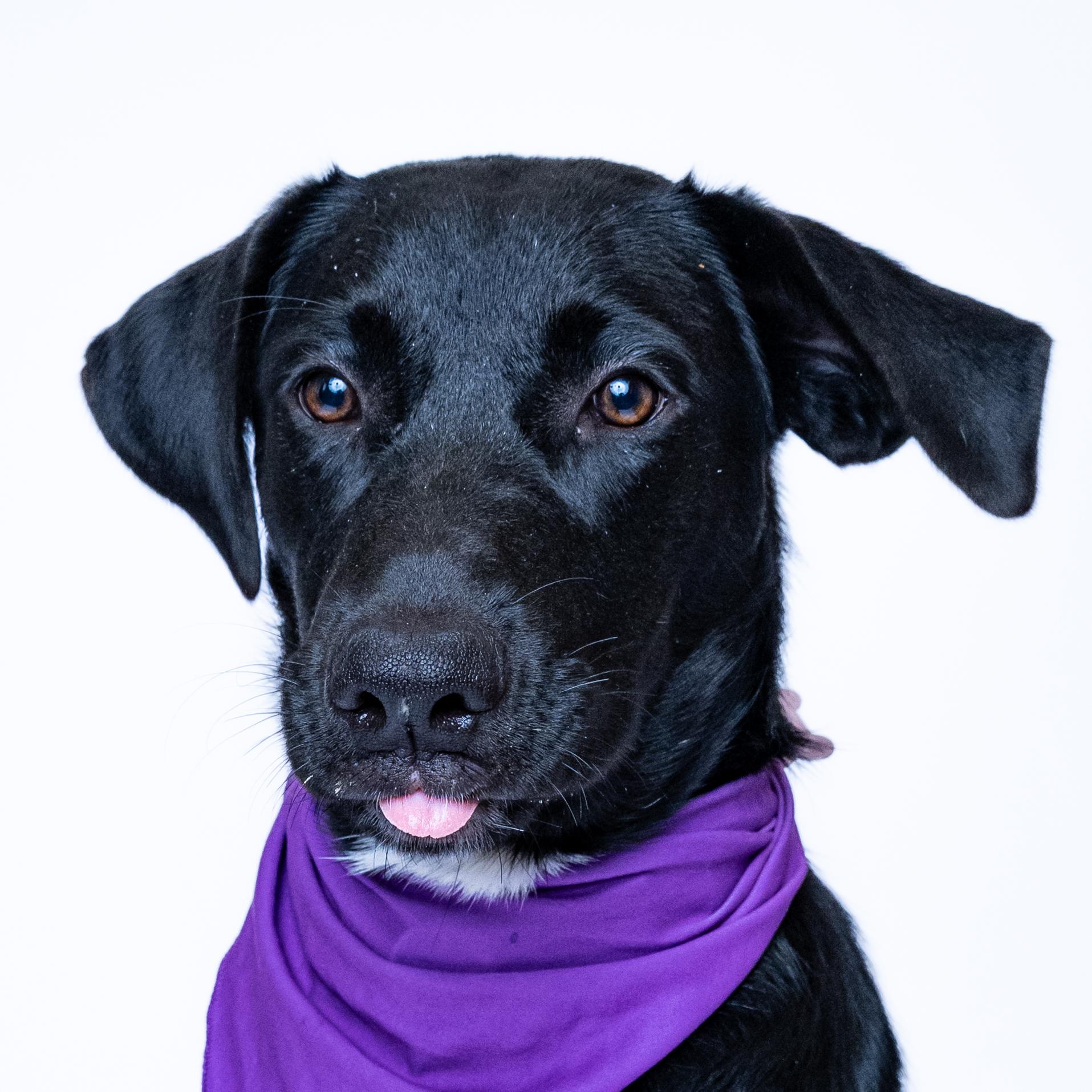 Isabel, a Adoptable mixed breed in Itasca, IL image 2/6