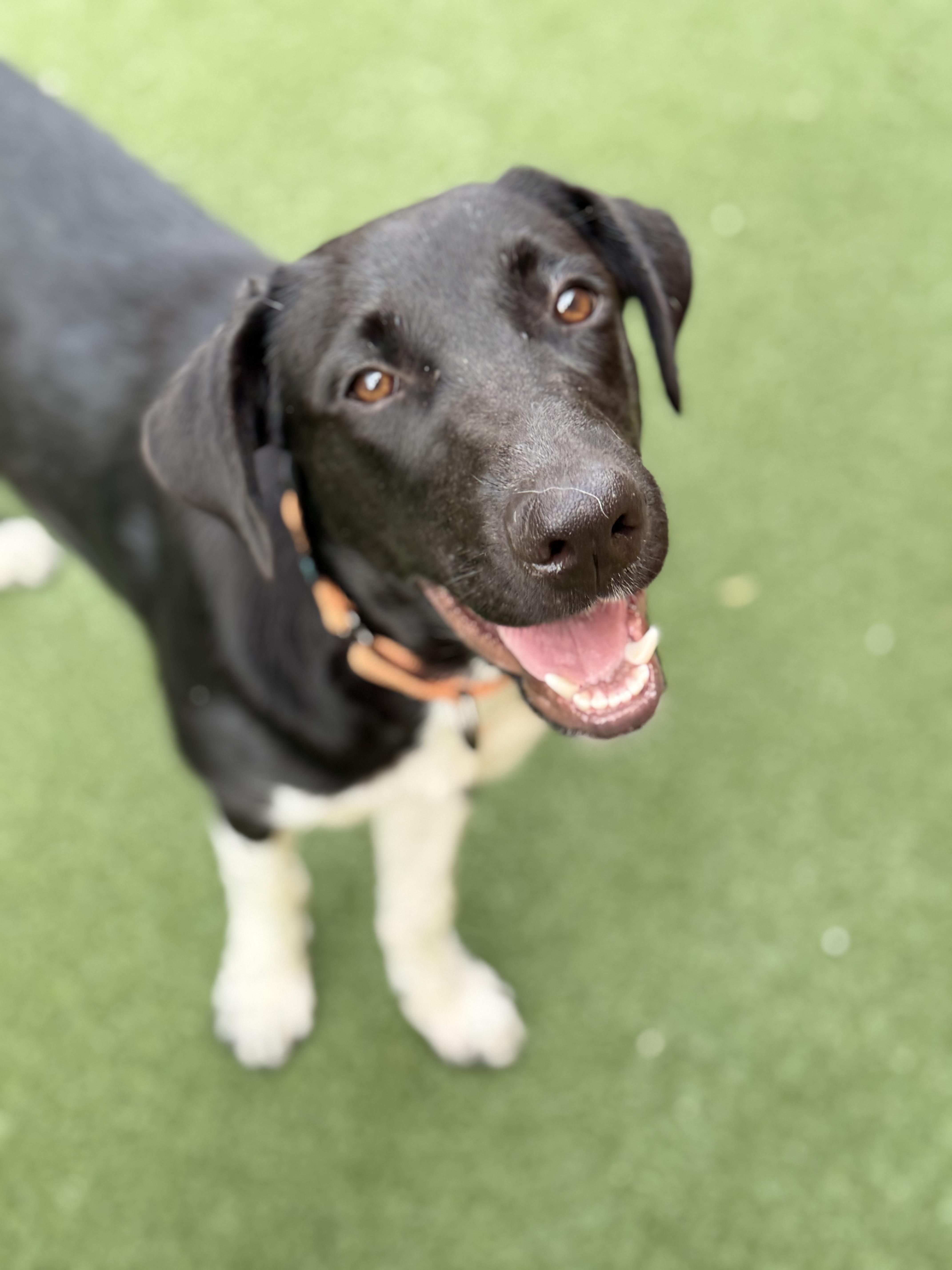 Isabel, a Adoptable mixed breed in Itasca, IL image 6/6