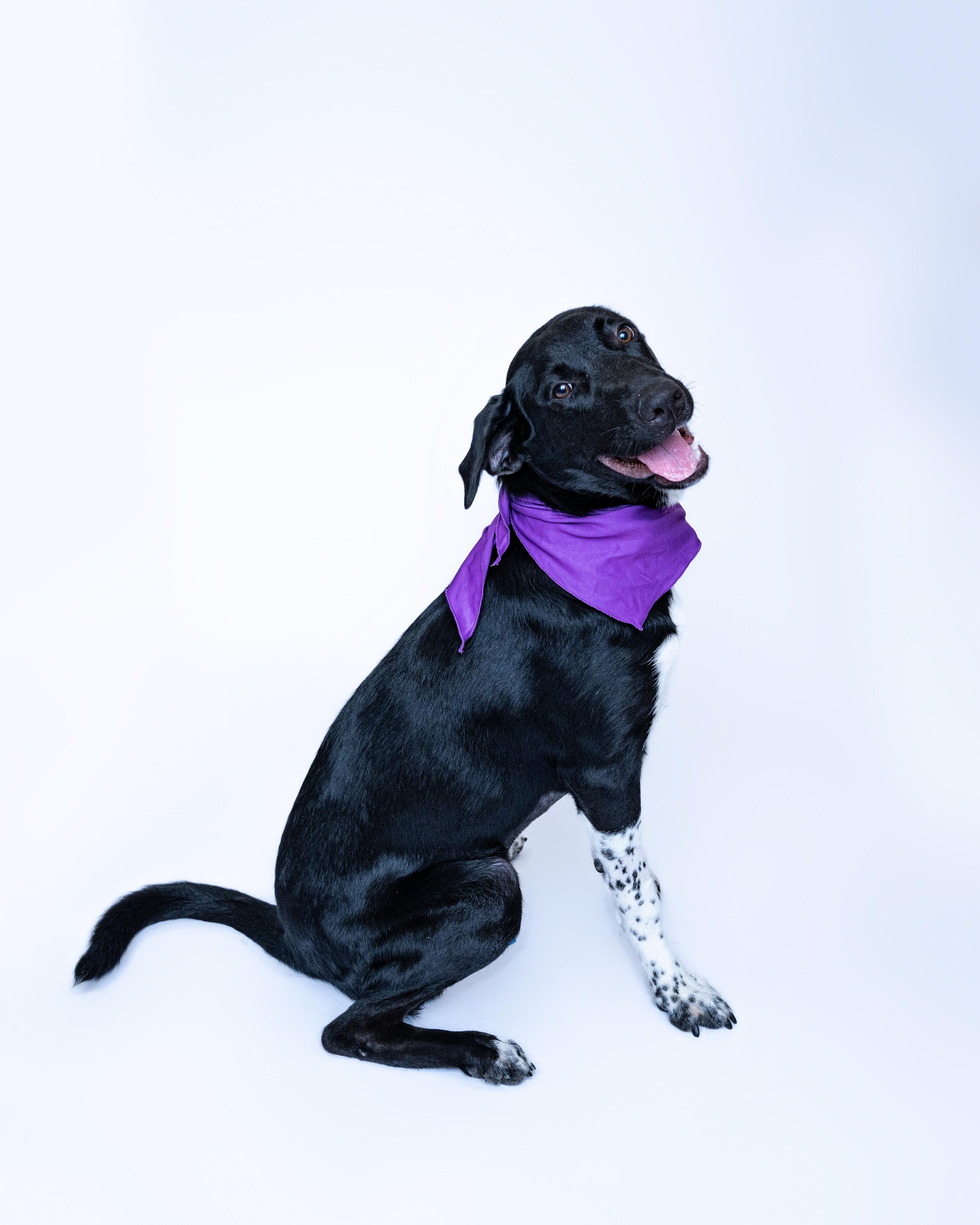 Isabel, a Adoptable mixed breed in Itasca, IL image 3/6