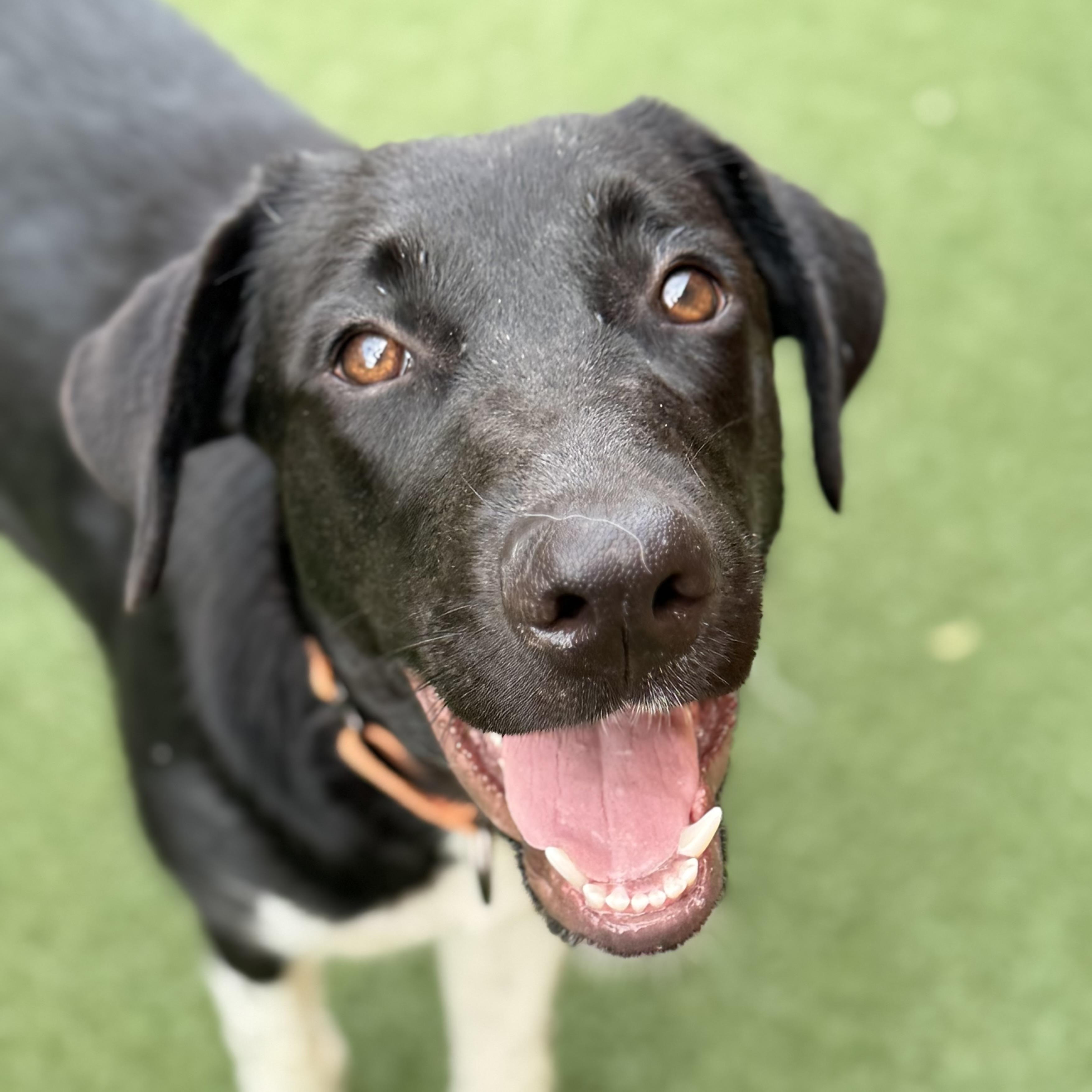 Isabel, Adoptable, Young Female Black Labrador Retriever & Mixed Breed.