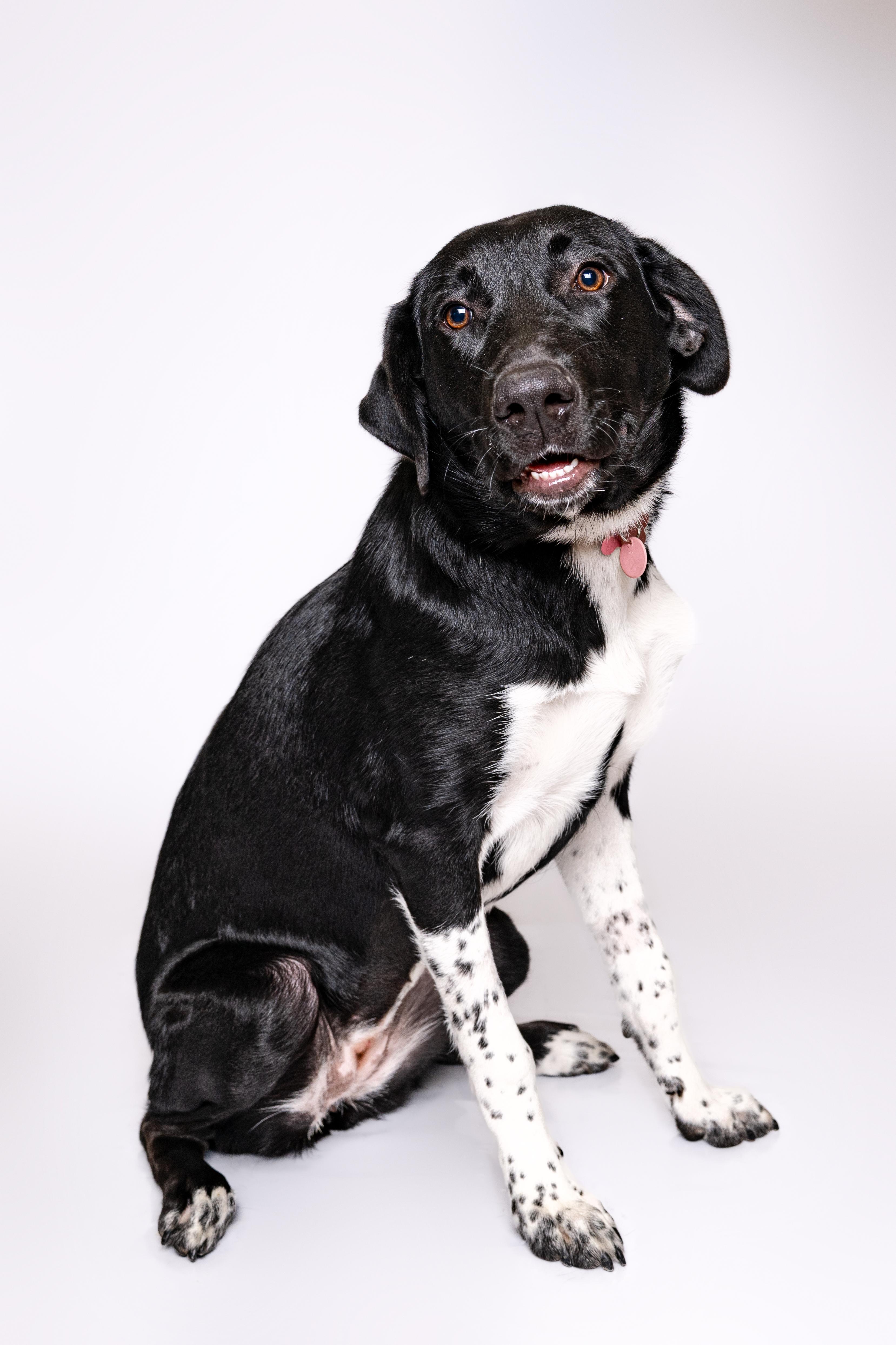 Isabel, a Adoptable mixed breed in Itasca, IL image 5/6