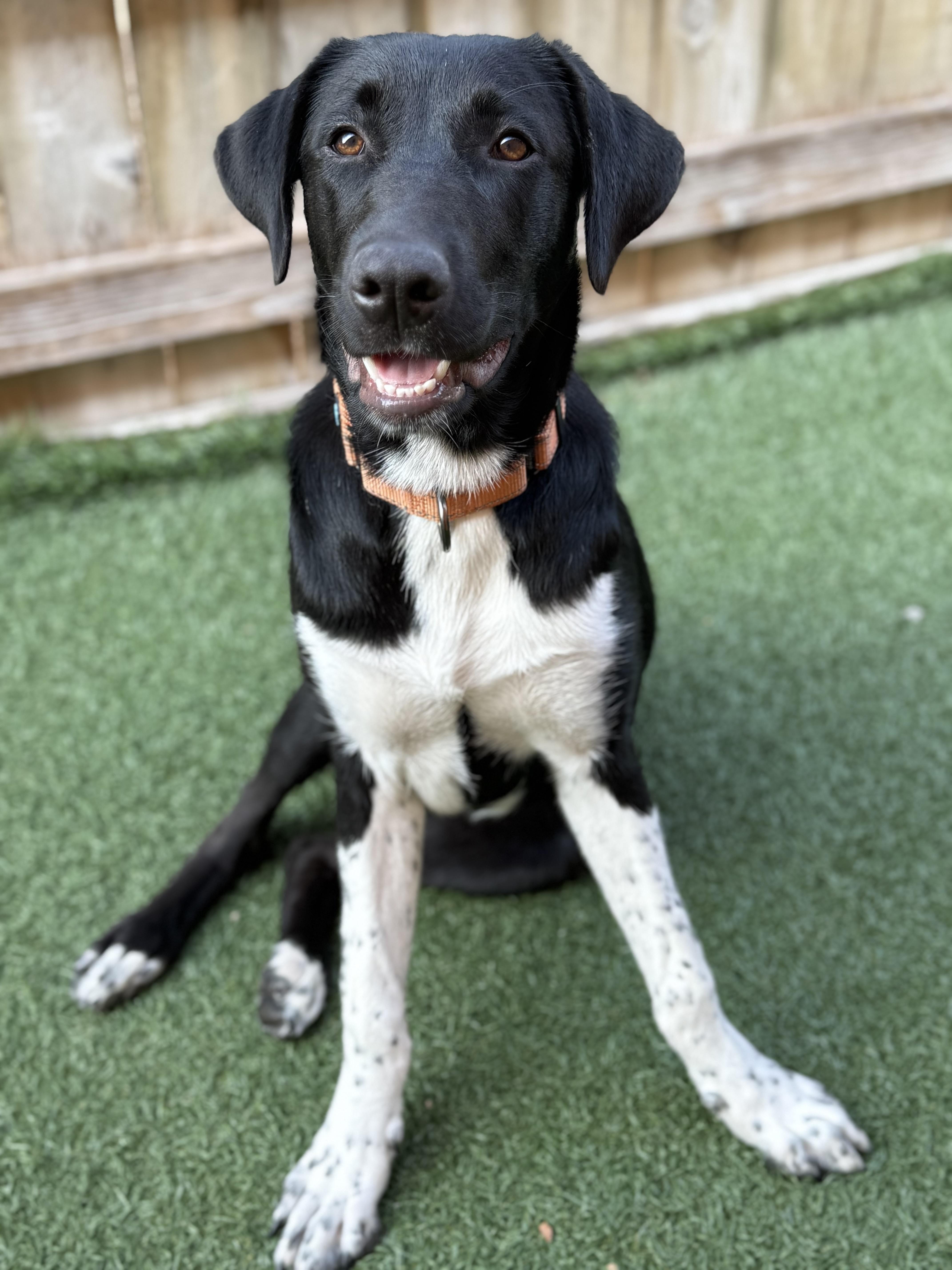 Isabel, a Adoptable mixed breed in Itasca, IL image 4/6