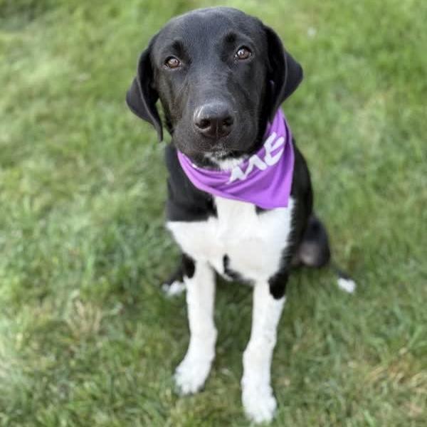 Isabel, Adoptable, Young Female Black Labrador Retriever & Mixed Breed.