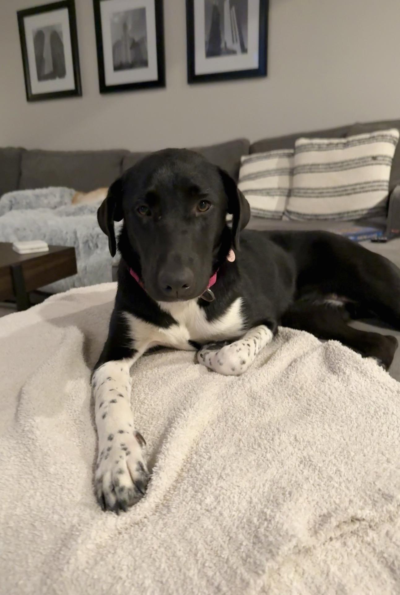 Enlarge Isabel, a Adoptable mixed breed in Itasca, IL image 5/5