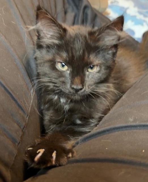 Miss Floofy Pants, Adoptable, Kitten Female Domestic Medium Hair.