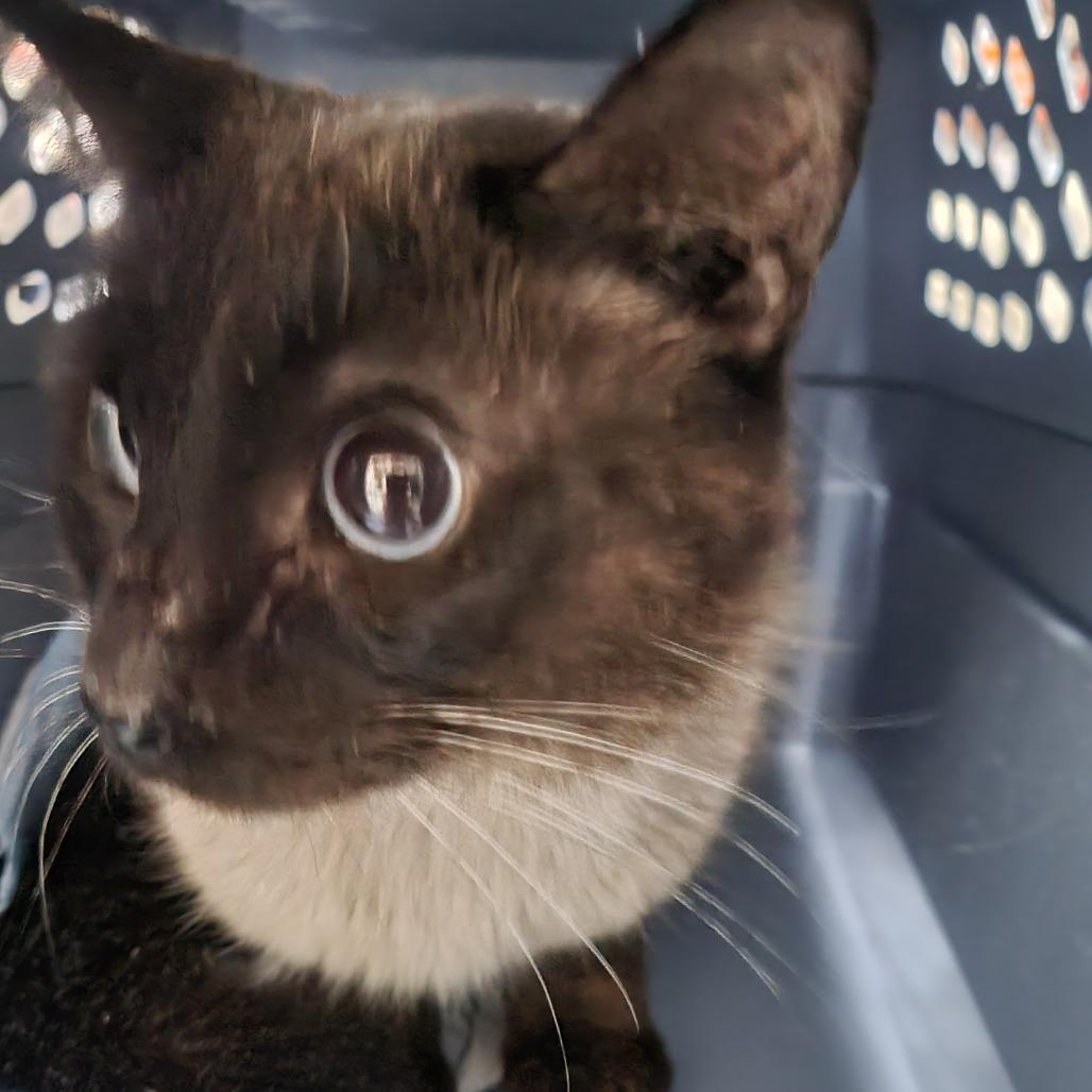 Goju — thumbnail 2