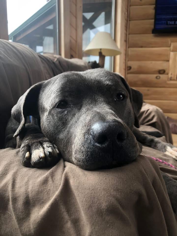 Ash, a ADOPTABLE mixed breed in Milwaukee, WI image 2/6