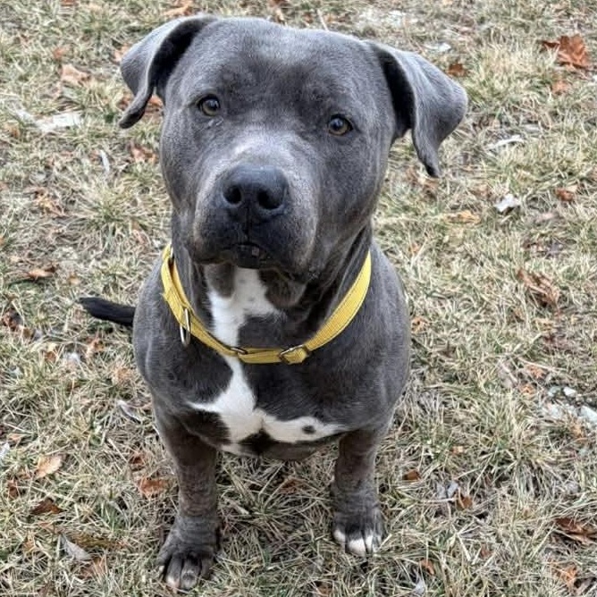 Ash, a ADOPTABLE mixed breed in Milwaukee, WI image 1/6