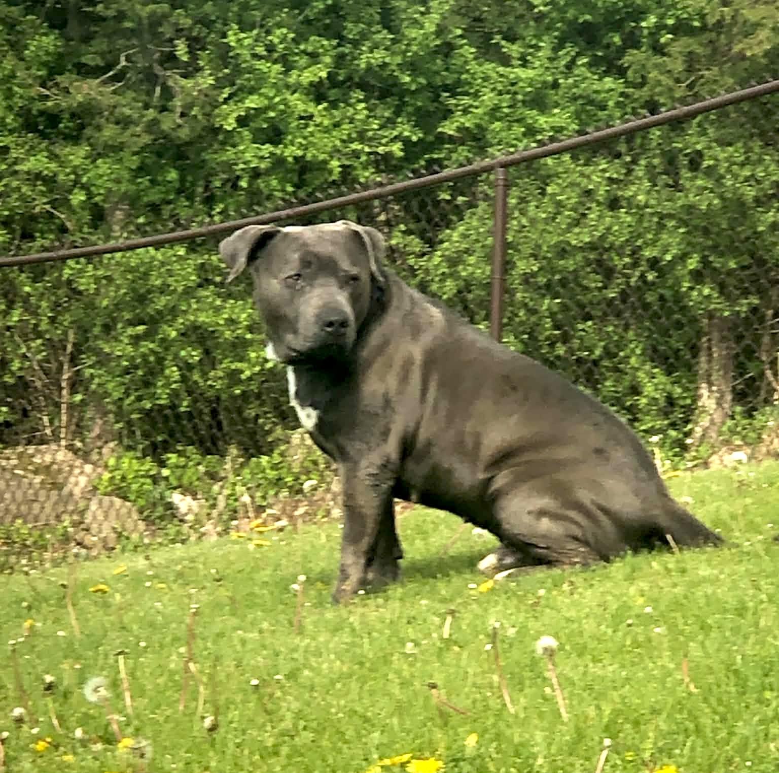 Ash, a ADOPTABLE mixed breed in Milwaukee, WI image 6/6