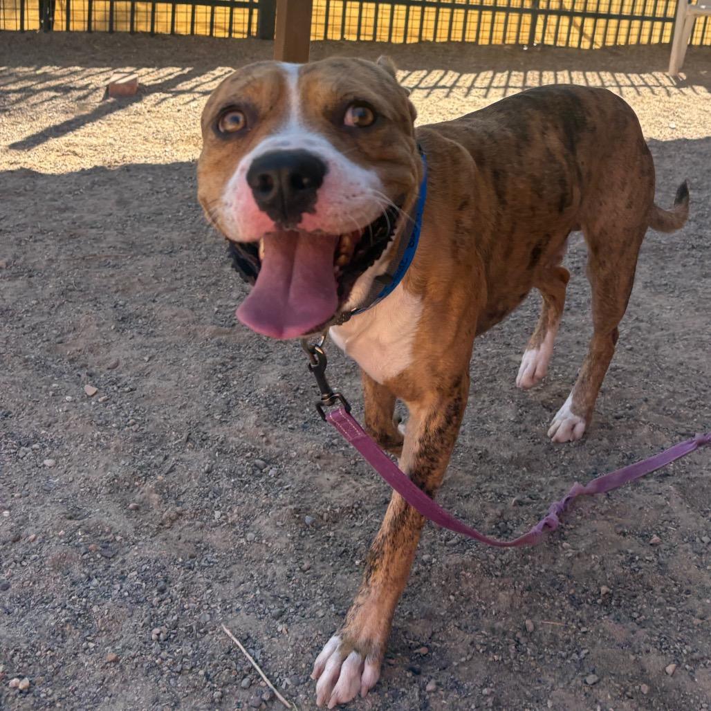 Enlarge S'more, a Adoptable mixed breed in Albuquerque, NM image 1/6