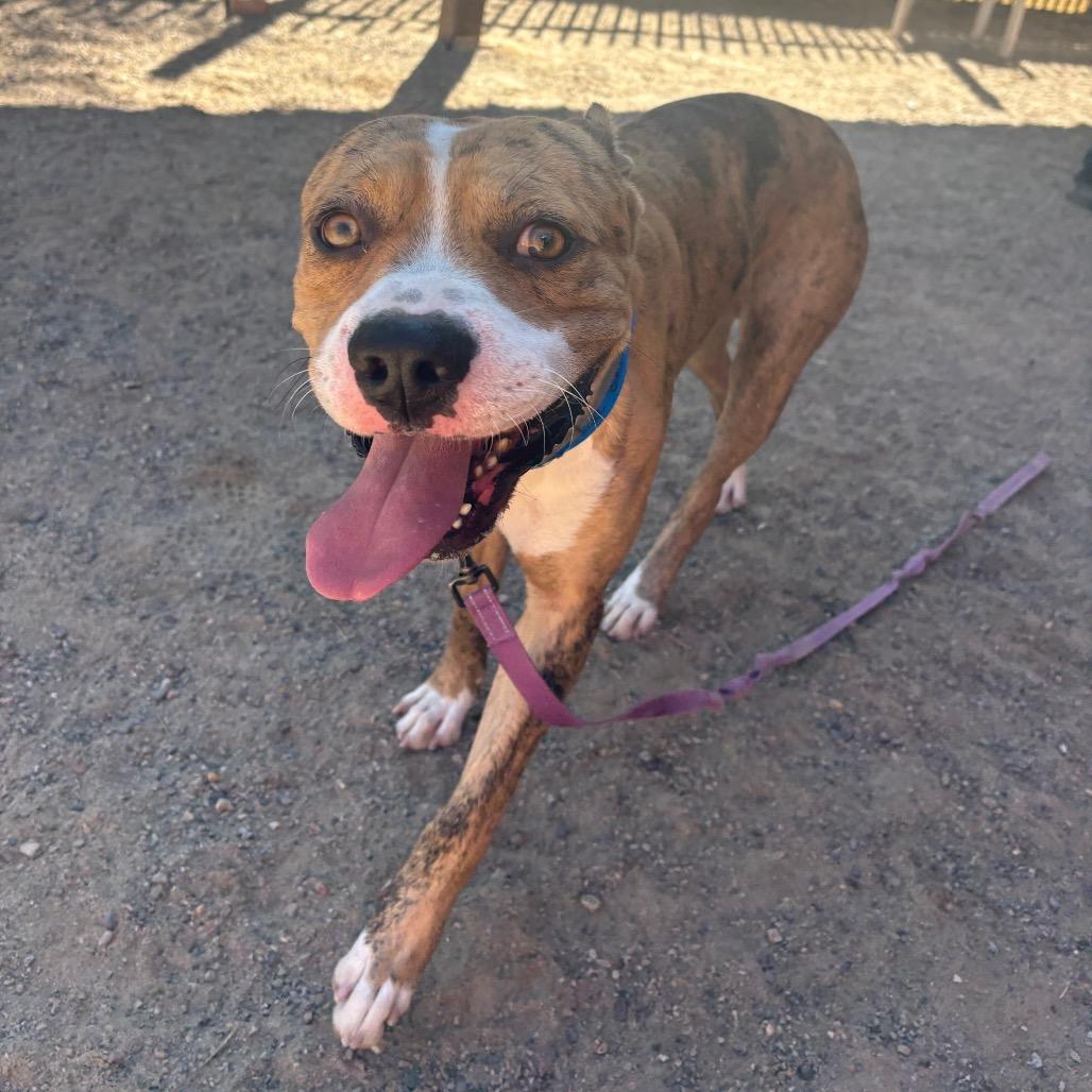 Enlarge S'more, a Adoptable mixed breed in Albuquerque, NM image 2/6