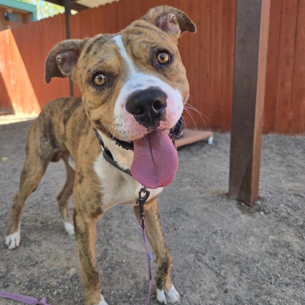 Enlarge S'more, a Adoptable mixed breed in Albuquerque, NM image 3/6