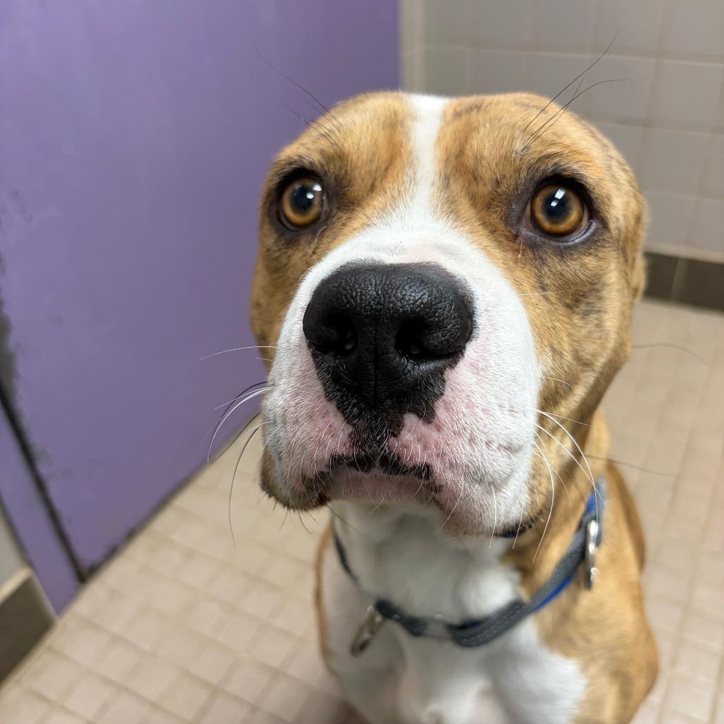 Enlarge S'more, a Adoptable mixed breed in Albuquerque, NM image 4/6
