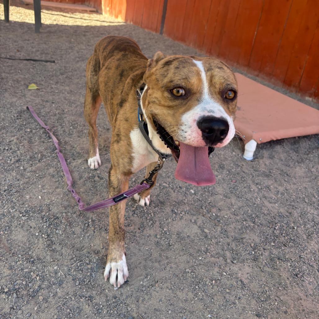 Enlarge S'more, a Adoptable mixed breed in Albuquerque, NM image 5/6