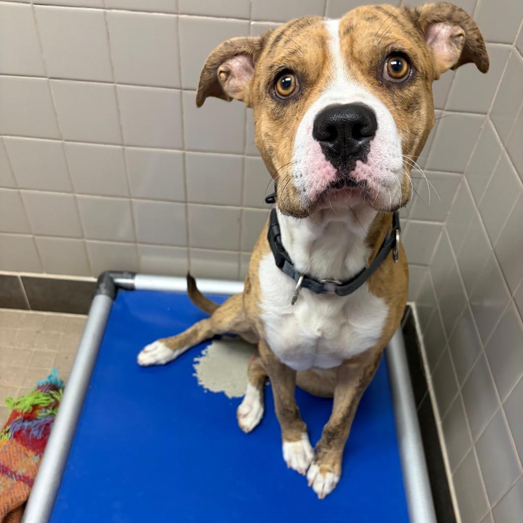 Enlarge S'more, a Adoptable mixed breed in Albuquerque, NM image 6/6