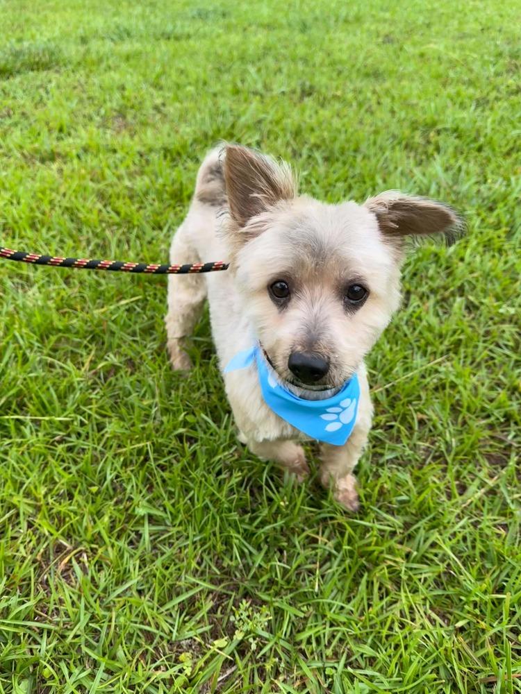 Enlarge Cracker Jack, a Adoptable mixed breed in Wayne, NJ image 1/1