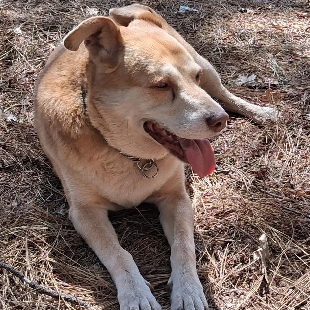 Cody, Adoptable, Senior Male Cattle Dog & Labrador Retriever.