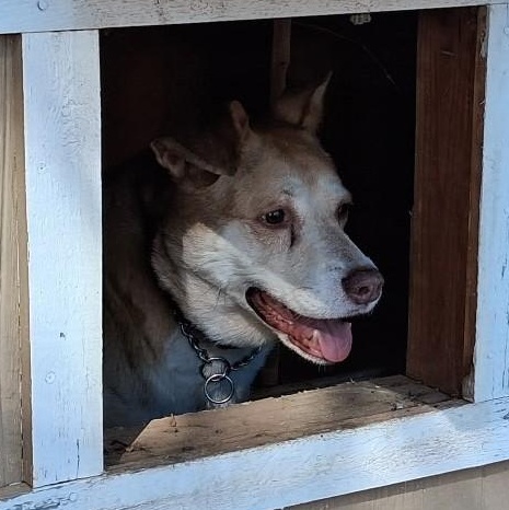 Enlarge Cody, a Adoptable mixed breed in Shingletown, CA image 2/4