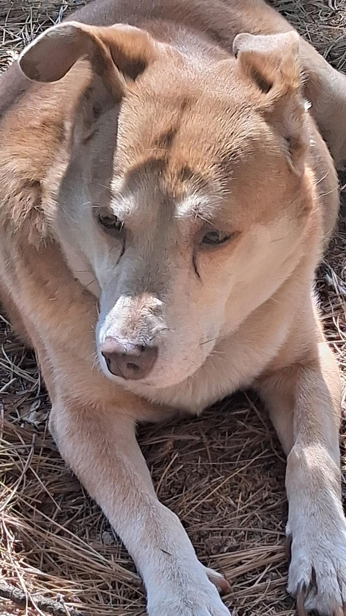 Enlarge Cody, a Adoptable mixed breed in Shingletown, CA image 3/4