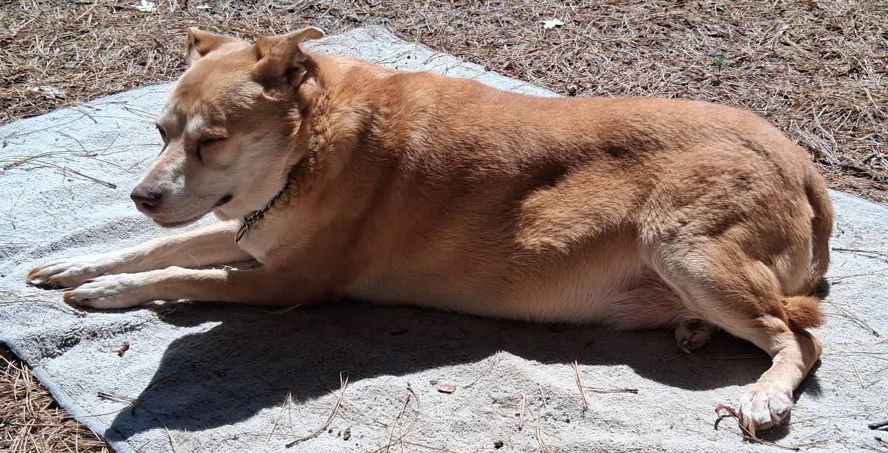 Enlarge Cody, a Adoptable mixed breed in Shingletown, CA image 4/4