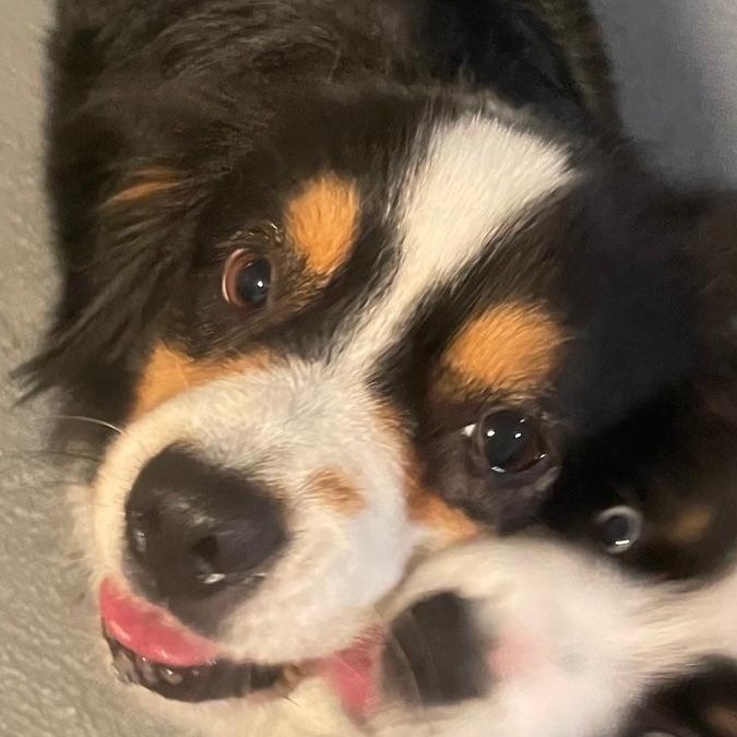 Enlarge Radiant Remi, an adoptable Australian Shepherd in La Center, WA image 1/2