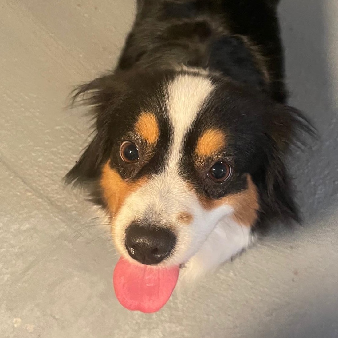 Enlarge Radiant Remi, an adoptable Australian Shepherd in La Center, WA image 2/2