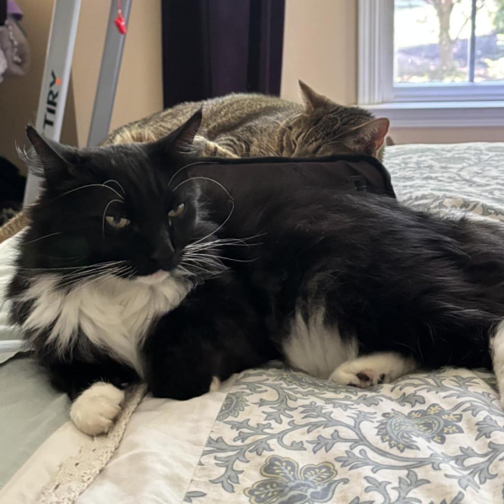 Apollo Herman, Adoptable, Adult Male Domestic Long Hair.