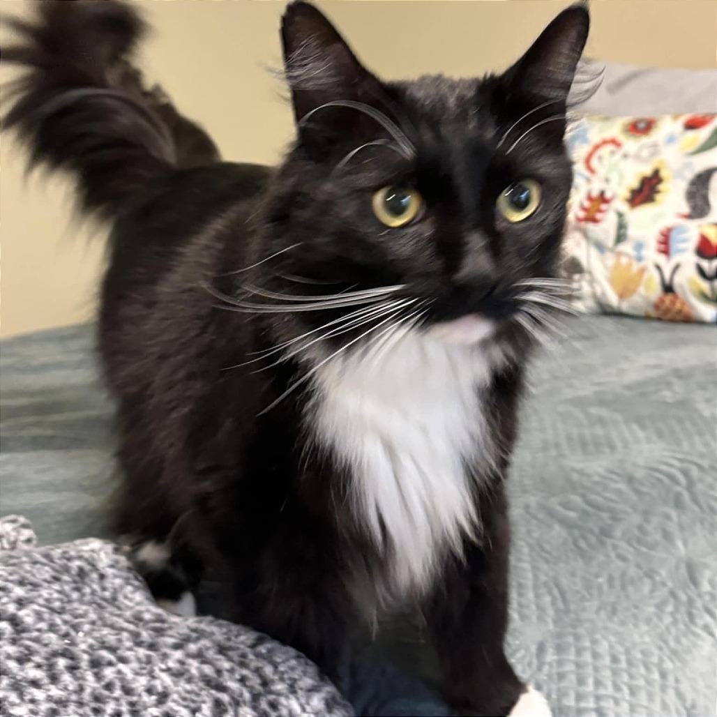 Enlarge Apollo Herman, a Adoptable Domestic Long Hair in Fayetteville, GA image 2/2