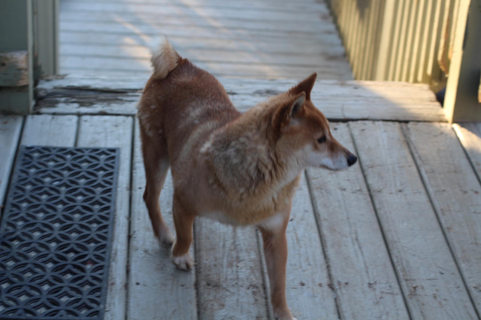 Enlarge Miu, a Adopted Shiba Inu in Manassas, VA image 1/3
