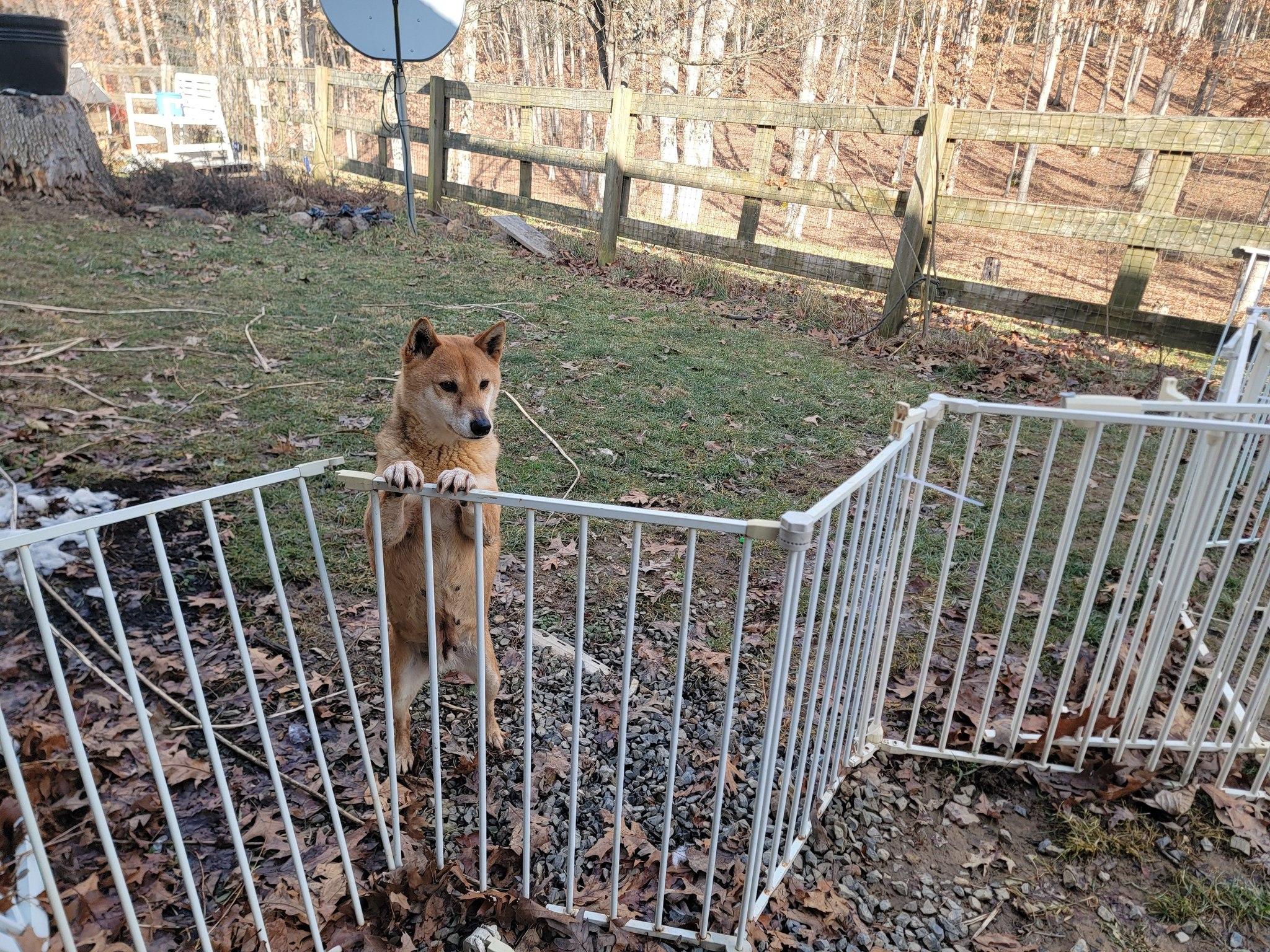 Enlarge Miu, a Adopted Shiba Inu in Manassas, VA image 2/3