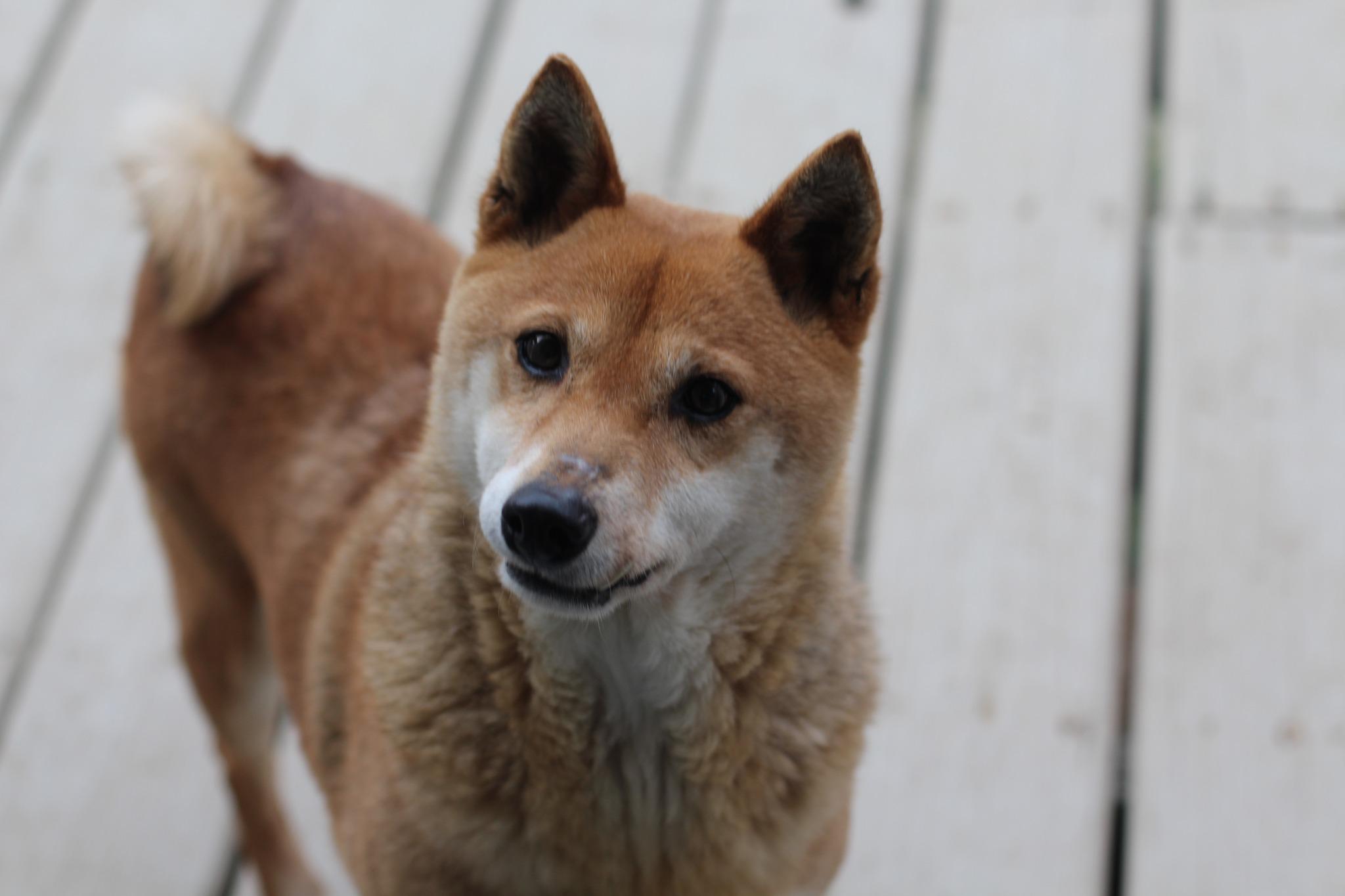 Enlarge Miu, a Adopted Shiba Inu in Manassas, VA image 3/3