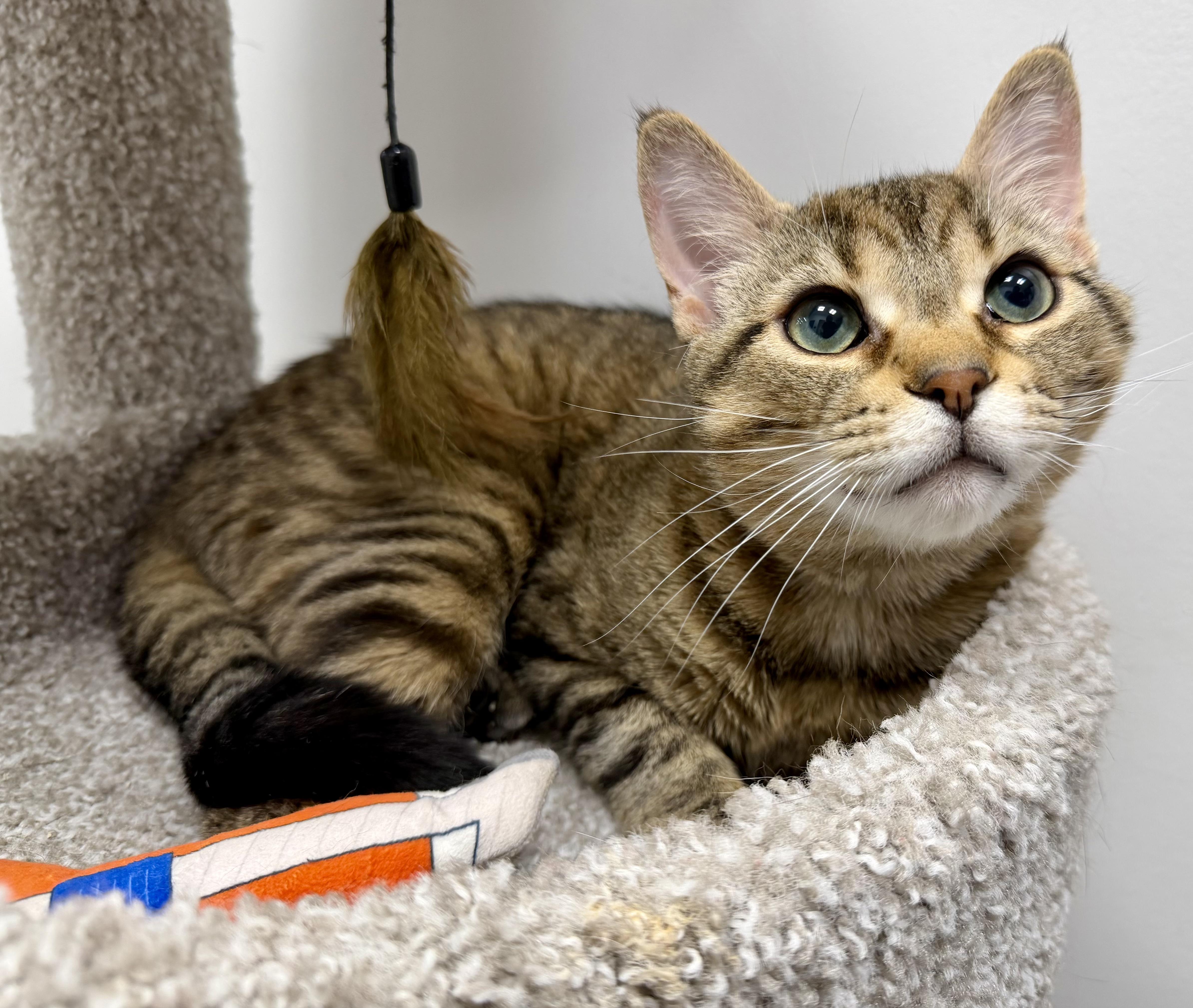 Noah, a Adoptable Domestic Short Hair in Pickering, ON image 1/3