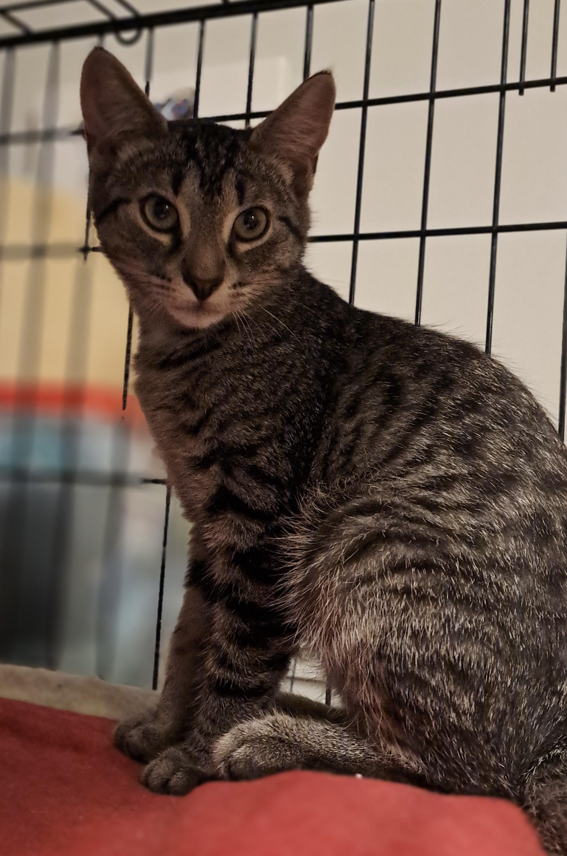Noah, a Adoptable Domestic Short Hair in Pickering, ON image 2/3