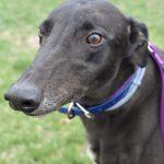 Enlarge BIG BOOTY BETTY, a Adoptable Greyhound in grandville, MI image 1/1