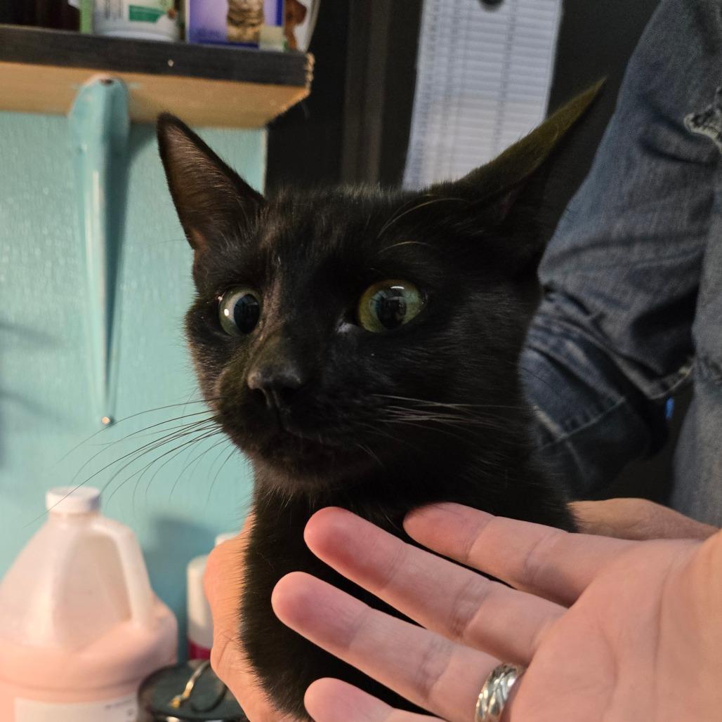 Enlarge Cornucopia, a Adoptable Domestic Short Hair in Graham, TX image 1/1