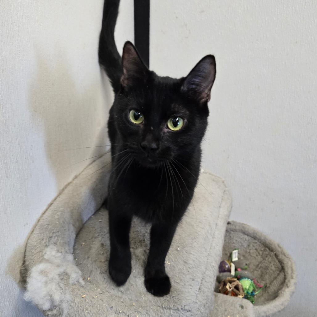 Enlarge Cornucopia, a Adoptable Domestic Short Hair in Graham, TX image 3/4
