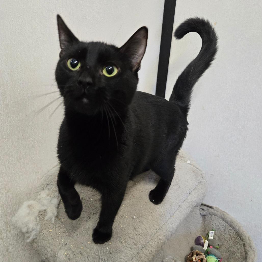 Enlarge Cornucopia, a Adoptable Domestic Short Hair in Graham, TX image 1/4