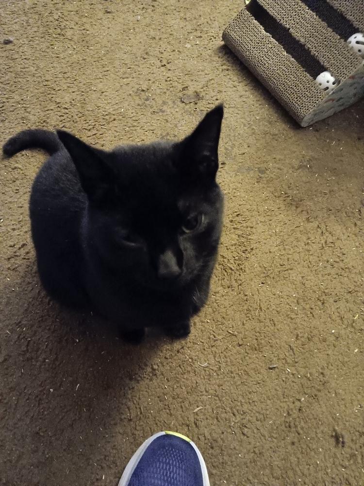 LAVENDER, Adoptable, Young Female Domestic Short Hair.