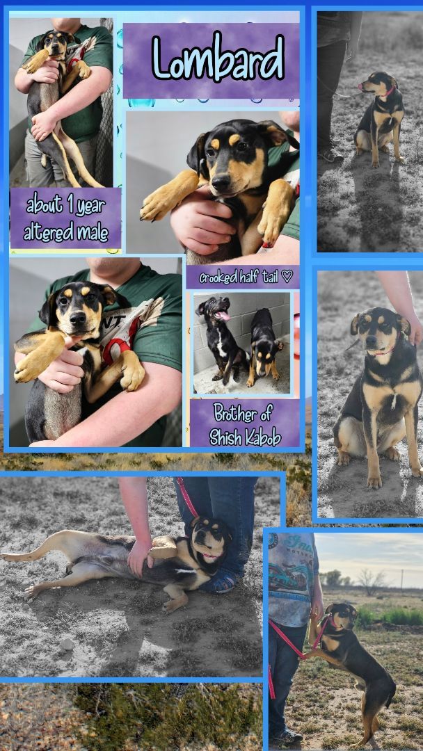 Enlarge Shish kabob , a Adoptable mixed breed in Kermit, TX image 1/1