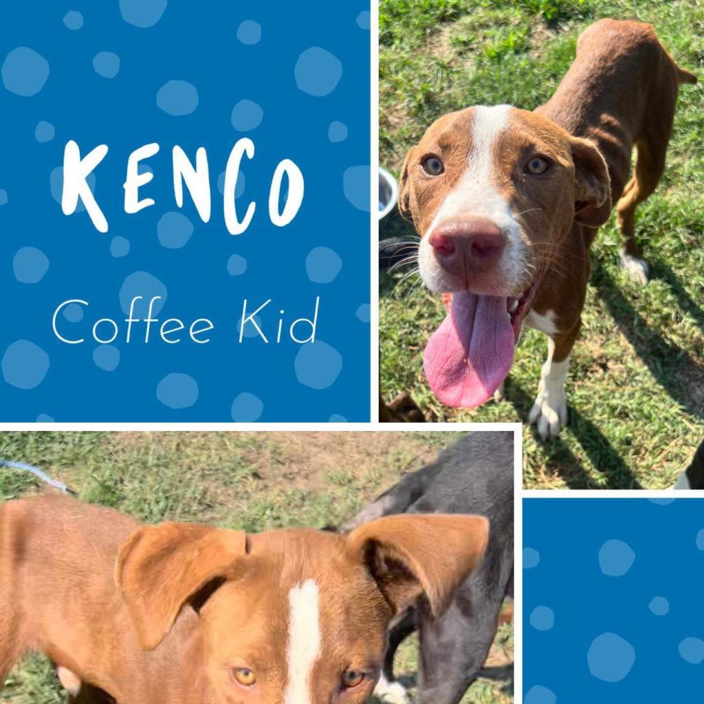 Enlarge Kenco, a Adoptable mixed breed in Hackett, AR image 1/3