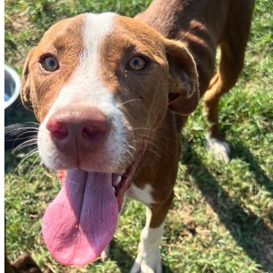 Enlarge Kenco, a Adoptable mixed breed in Hackett, AR image 2/3