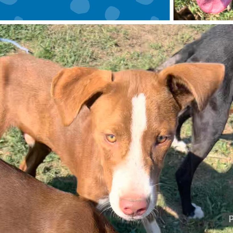 Enlarge Kenco, a Adoptable mixed breed in Hackett, AR image 3/3