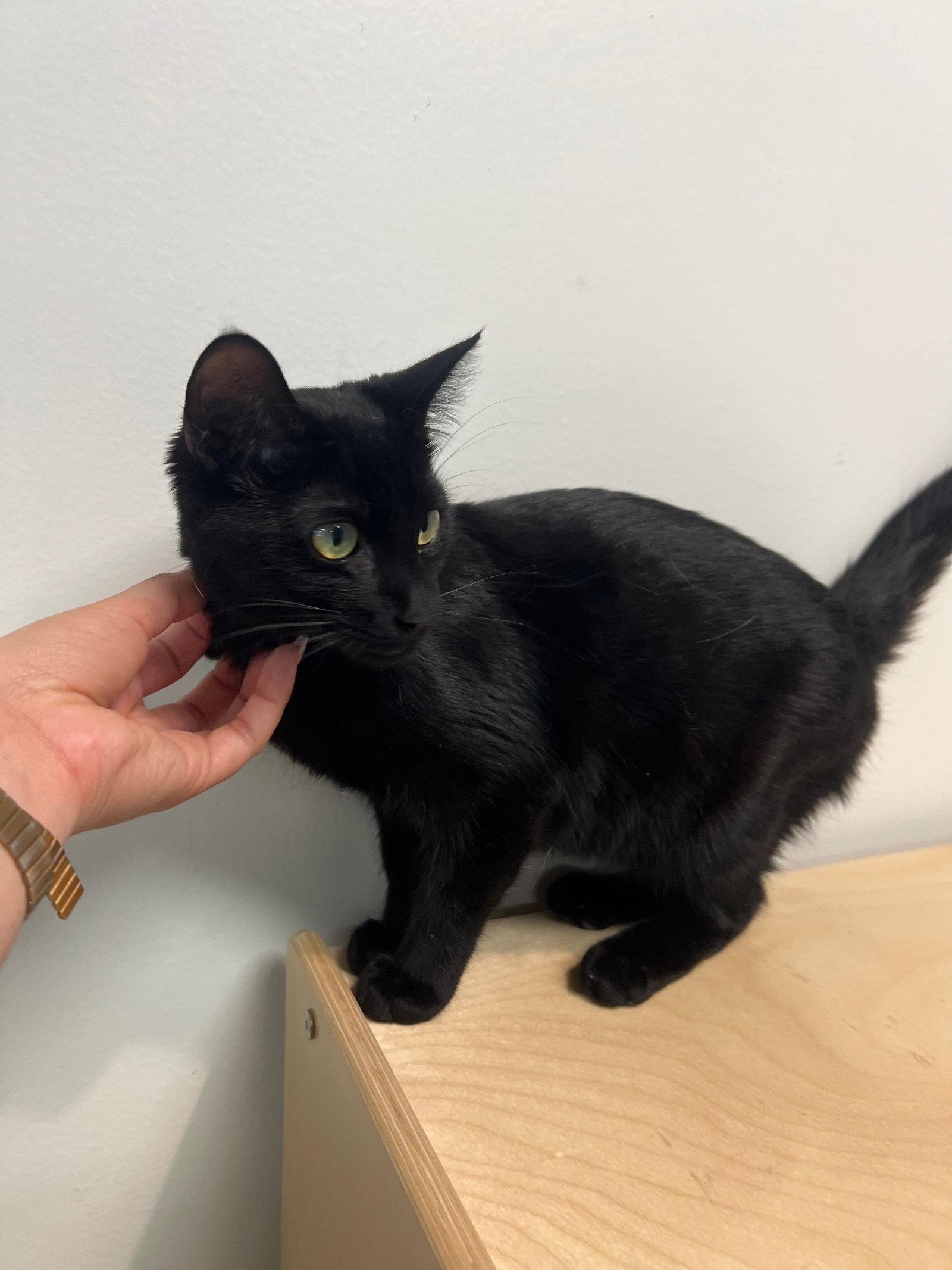 Pierce Brosnan, Adoptable, Kitten Male Domestic Short Hair.