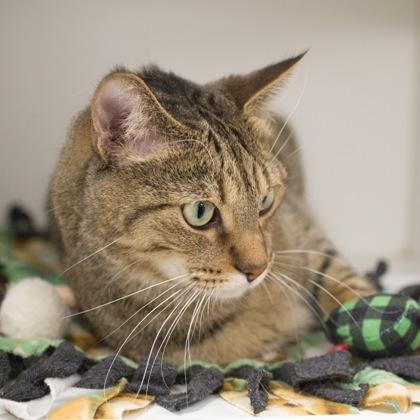 Jafar *front declawed*, Adoptable, Adult Male Domestic Short Hair & Domestic Short Hair.