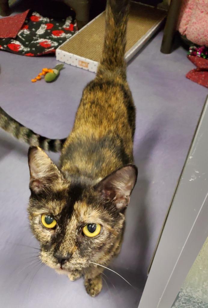 Venus, Adoptable, Young Female Domestic Short Hair.