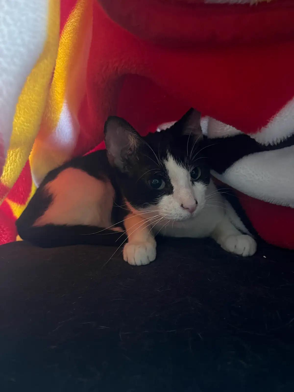 Cici