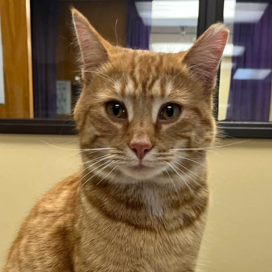 Paulie @ Livonia PetSmart, Adoptable, Young Male Tabby.