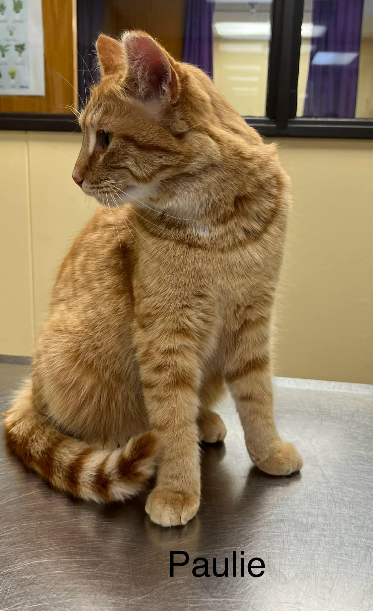 Enlarge Paulie @ Livonia PetSmart ~ Adopted 01/31/26, an adopted Tabby in Livonia, MI image 2/3