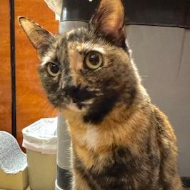 Temma aka Nina, Adoptable, Adult Female Domestic Short Hair.